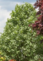 Sorbus aria Lutescens, spring May