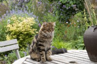 A cat called Romeo sits on the dining table against a backdrop of summer borders.