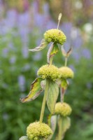 A clump of phlomis russeliana, Turkish sage, a hairy perennial with stout stems bearing whorls of hooded yellow flowers from July.