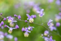 Thalictrum delavayi , meadow rue, a tall herbaceous perennial bearing airy clouds of purple flowers with golden anthers, from June.