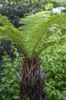Dicksonia antarctica, evergreen soft tree fern, with stout stem and arching fronds stretching to 3 metres.