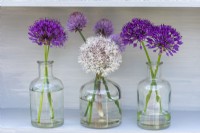 Glass bottles of white Allium karataviense with Allium 'Purple Sensation', ornamental onions.