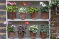 Two shelves of a plant theatre are used to display dwarf pelargoniums.