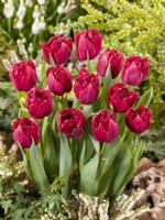 Tulipa Crispa Cranberry Thistle, spring March