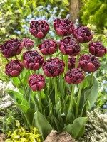 Tulipa Double Late Roadstar, spring May