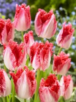 Tulipa Crispa Sweets Paradise, spring April