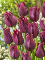 Tulipa Lily Flowered Merlot, spring May