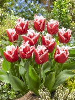 Tulipa Crispa New Santa, spring April