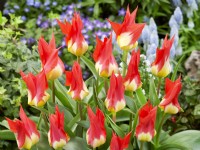 Tulipa fosteriana Flames Mystery, spring April
