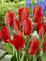 Tulipa fosteriana Ingens, spring April