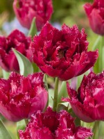 Tulipa Crispa Cranberry Thistle, spring March
