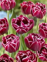 Tulipa Double Late Dream Touch, spring May