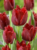 Tulipa Crispa Philly Belle, spring March