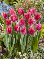 Tulipa Double Early Pink Foxtrot, spring April