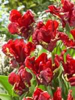 Tulipa Parrot Seadov, spring April