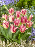Tulipa Crispa Yasmine, spring March