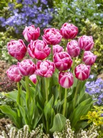Tulipa Double Late Vogue, spring May