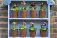 On two shelves of an Auricula theatre sit 8 Primula auricula. Left to right: Top shelf: 'Bewitched', 'T. A. Hadfield', 'Emmett Smith' and 'Sandhills'. Lower shelf: 'Sirbol',  'Alicia', 'Sasha Files' and  'Lee'.