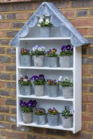 A handbuilt plant theatre with scalloped lead roof is filled with winter-flowering violas, Viola x wittrockiana.