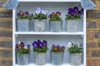 Top shelves of a display unit showing  winter-flowering violas, Viola x wittrockiana.