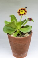 Primula auricula 'John Hart', a yellow centred alpine auricula enclosed by wavy petals that fade outwards from dark to light brown.