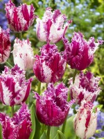 Tulipa Crispa Purple Circus, spring March