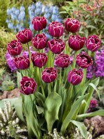 Tulipa Double Late Dream Touch, spring May