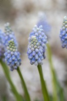 Muscari armeniacum 'Peppermint', grape hyacinth, a spring flowering bulb bearing stout stems of tiny flowers, turning white from the bottom of each spike.