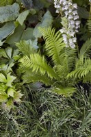 Shady border planting including Acanthus spinosa, Molina caerulea subsp. caerulea 'Edith Dudszus' and fern. Summer.
