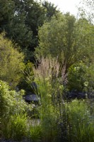 Cancer Research UK Legacy Garden. Designer: Paul Hervey Brookes. RHS Hampton Court Palace Garden Festival 2023. Calamagrostis 'Karl Foerster' catching sunlight. Summer.