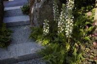 Acanthus spinosa catching summer sun next to stone and gravel steps. 