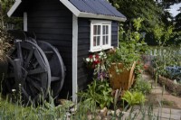 Southend City Council: The Miller's Garden. Designer: Tony Wagstaff. Black painted shed with water wheel amongst vegetables in a 'working' garden. Summer.