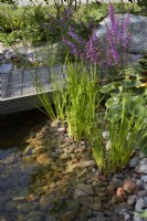 RHS Resilient Garden. Designer: Tom Massey. Reclaimed timber boardwalk above clear rockpool. Marginal planting with Lythrum virgatum 'Dropmore' in flower. Summer.