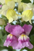 Antirrhinum Trailing Mixed  Snapdragon  Two colours from mixed  August