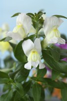 Antirrhinum Trailing Mixed  Snapdragon  One colour from mixed  August
