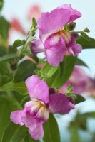 Antirrhinum Trailing Mixed  Snapdragon  One colour from mixed  July