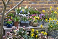 An early spring display with hellebores and pots of grape hyacinths, primulas, bellis daisies, violas, dwarf daffodils and tulips.