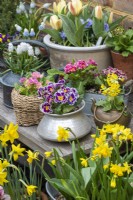 An early spring container display of assorted Primula polyanthus, primulas, grape hyacinths and dwarf tulips.