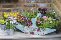 A trug of annual violas, primulas and bellis daisies rests on a table amongst pots of grape hyacinths, reticulata irises, daffodils and polyanthus primulas.