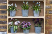 On the top shelf (left to right) is Muscari armeniacum 'Siberian Tiger', 'Peppermint' and 'Mountain Lady'. Below is Chionodoxa 'Pink Giant', Primula polyanthus and Iris reticulata 'J S Dijt'.