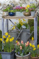 A long-lasting spring display on a workbench with pots of primulas, violas, grape hyacinths and bellis daisies. Beneath are  pots of Narcissus 'Sweetness' and Greigii tulips.