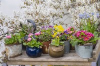 A long-lasting spring display on a workbench with pots of primulas, violas, grape hyacinths and bellis daisies. Behind, amelanchier blossom.