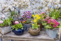 A spring container display. In the centre, a cowslip, primula veris, planted in a brass kettle, edged in pots of bellis daisies, violas, primulas and grape hyacinths.