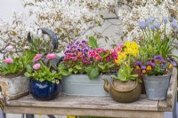 A spring container display. Left to right, bellis daisies in blue teapot; primulas in planter; a cowslip, primula veris, planted in a brass kettle; violas. Behind, grape hyacinths.