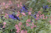Salvia Blue Suede Shoes with Salvia Salmon Dance