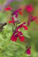 Salvia Wine and Roses
