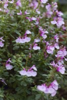 Salvia Greggii Mirage Soft Pink