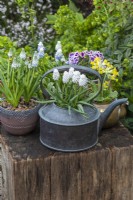 Antique copper kettle planted with white grape hyacinths, Muscari 'Siberian Tiger'.