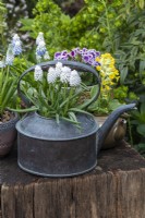 Antique copper kettle planted with white grape hyacinths, Muscari  armeniacum 'Siberian Tiger', alongside a clay pot of Muscari armeniacum 'Peppermint'.