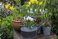 Antique copper kettle planted with white grape hyacinths, Muscari  armeniacum 'Siberian Tiger'. Behind: pots of Muscari armeniacum 'Peppermint' and 'Mountain Lady', violas and daffodils.